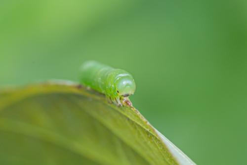 Mesoneura opaca